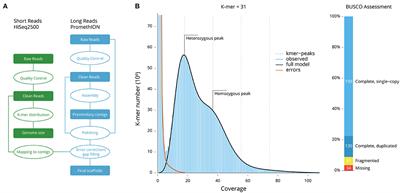 The Whole-Genome Sequencing and Hybrid Assembly of Mytilus coruscus